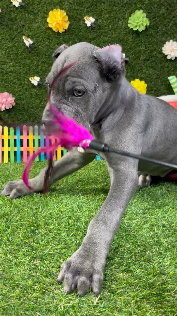 Female Cane Corso puppy named Ivy for sale at Puppy Dreams - Carrollton. video thumbnail
