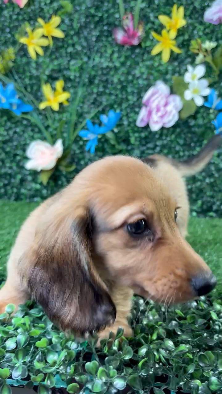 Male Dachshund puppy named Hotdog for sale at Puppy Dreams - Wichita West. video thumbnail