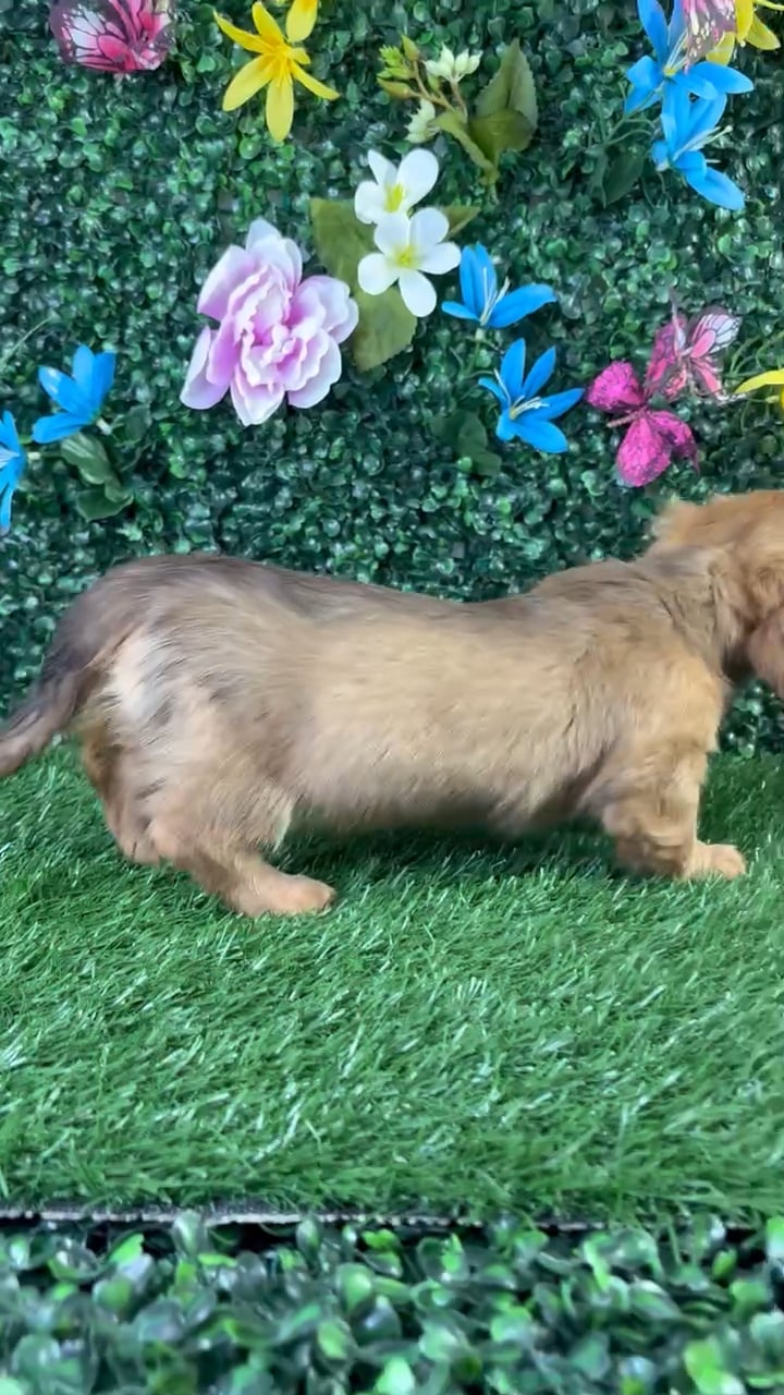 Female Dachshund puppy named Bologna for sale at Puppy Dreams - Wichita West. video thumbnail
