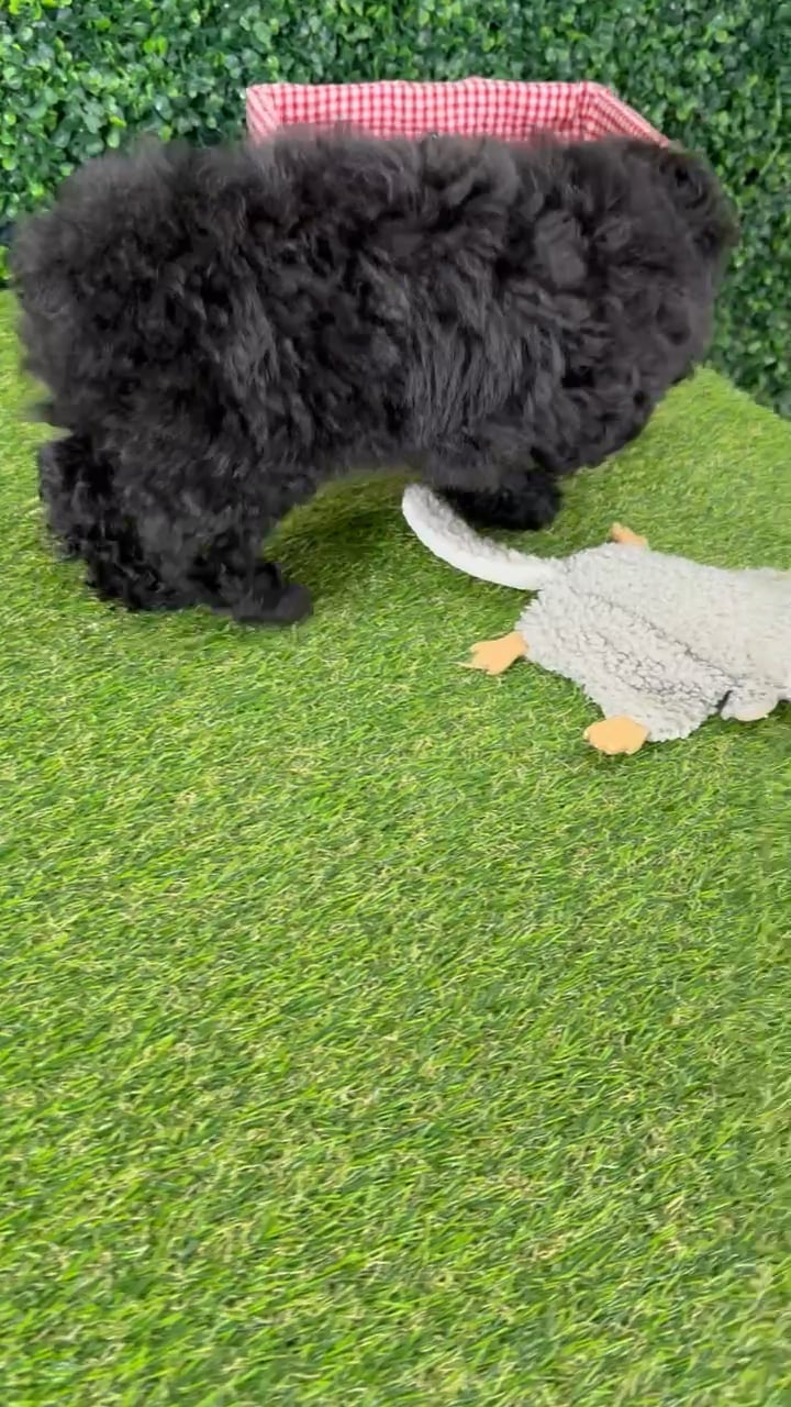 Male Mini Poodle puppy named Leroy for sale at Puppy Dreams - Missouri City. video thumbnail