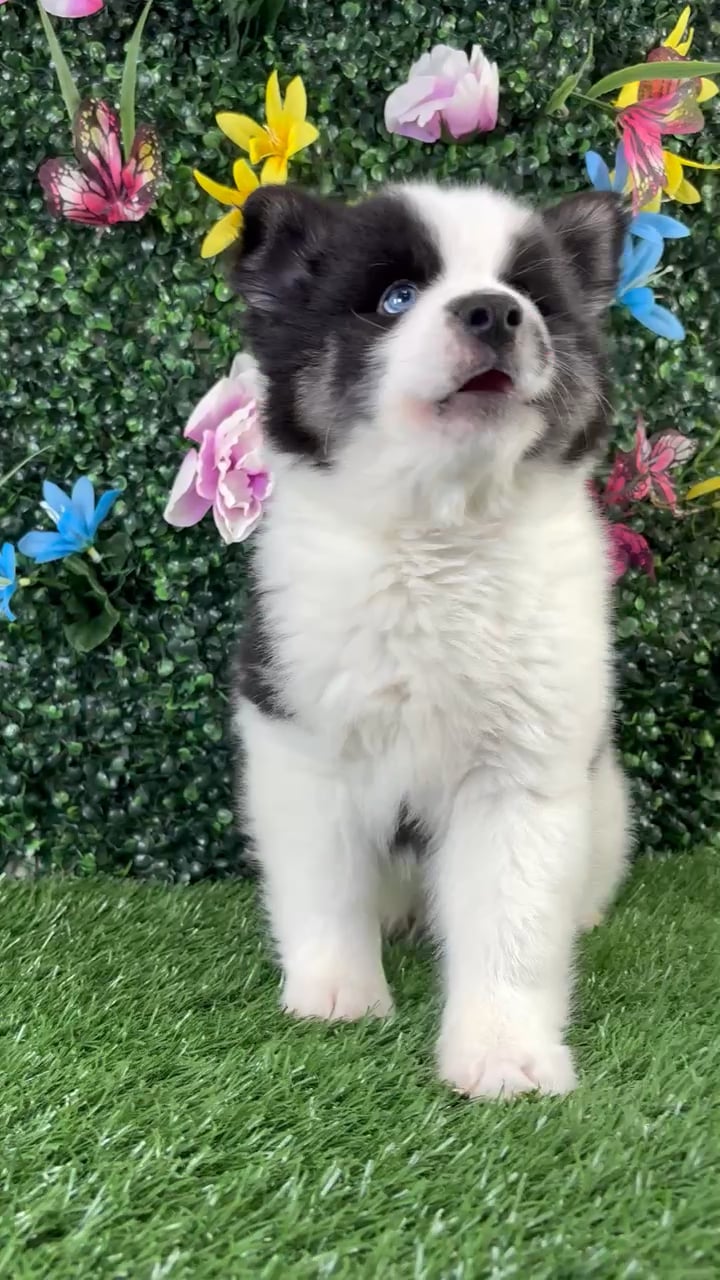 Male Alaskan Klee Kai puppy named Squash for sale at Puppy Dreams - Wichita West. video thumbnail