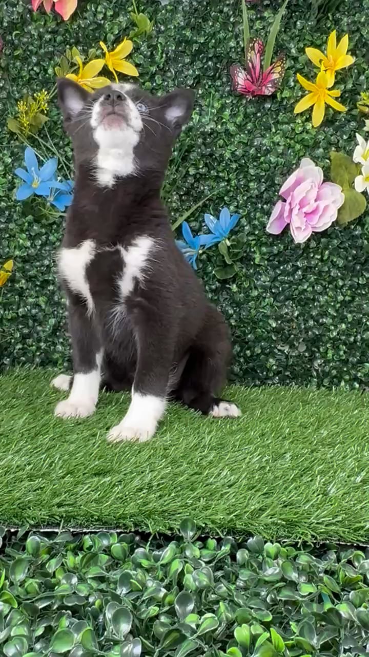 Female Alaskan Klee Kai puppy named Selina for sale at Puppy Dreams - Junction City. video thumbnail