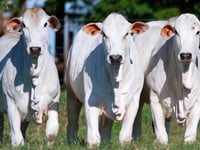 Lote ASP01<br>Nova Geração