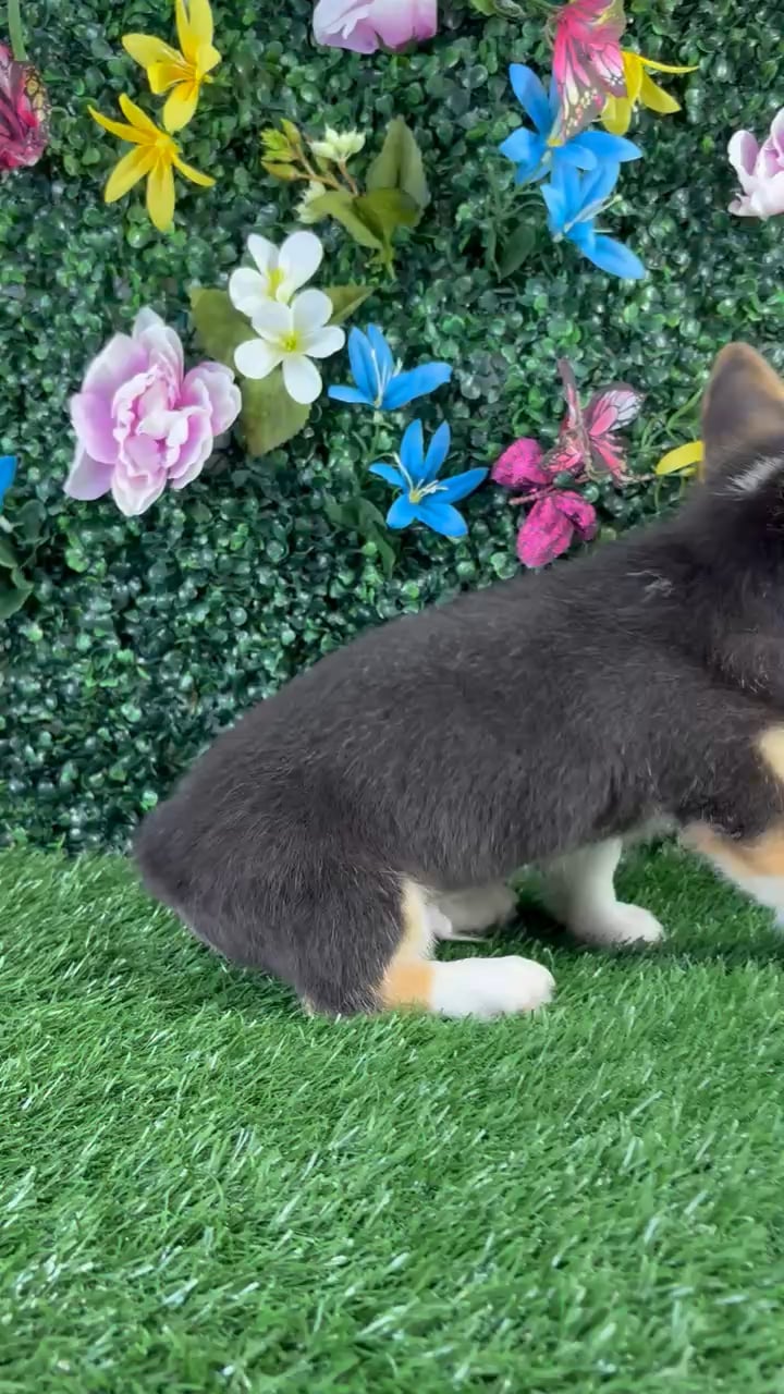 Male Pembroke Welsh Corgi puppy named Meatloaf for sale at Puppy Dreams - Wichita West. video thumbnail