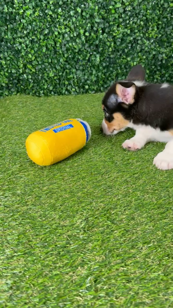 Male Pembroke Welsh Corgi puppy named Dilly for sale at Puppy Dreams - Missouri City. video thumbnail