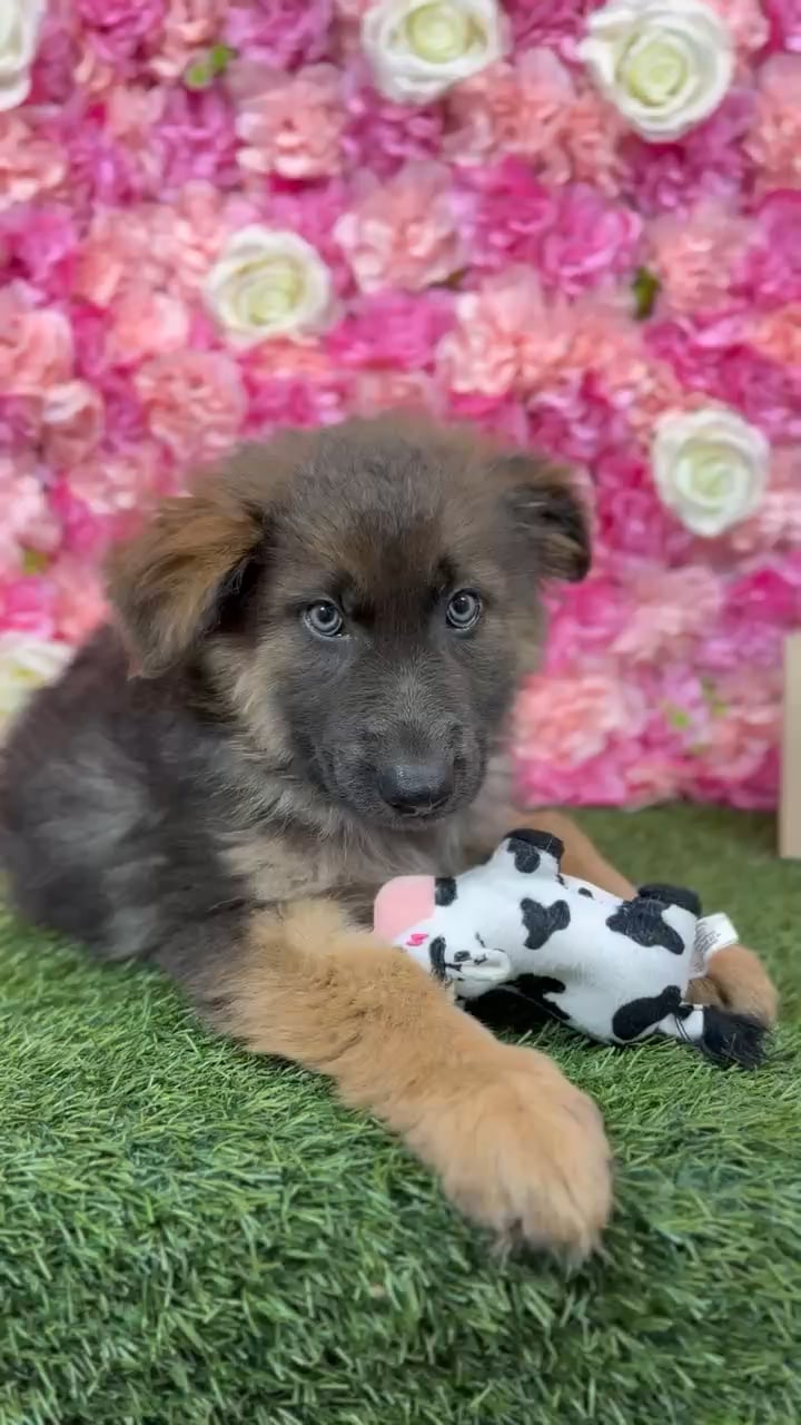 Male German Shepherd Dog puppy named King for sale at Pet Express Braintree. video thumbnail