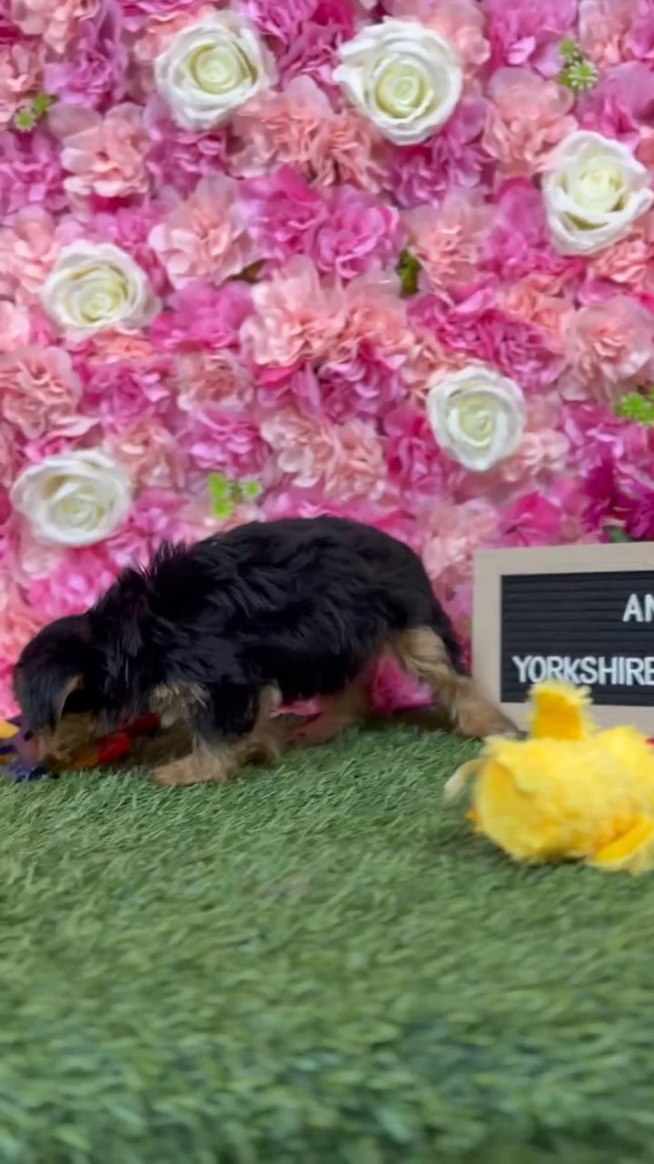 Female Yorkshire Terrier puppy named Angel for sale at Pet Express Braintree. video thumbnail