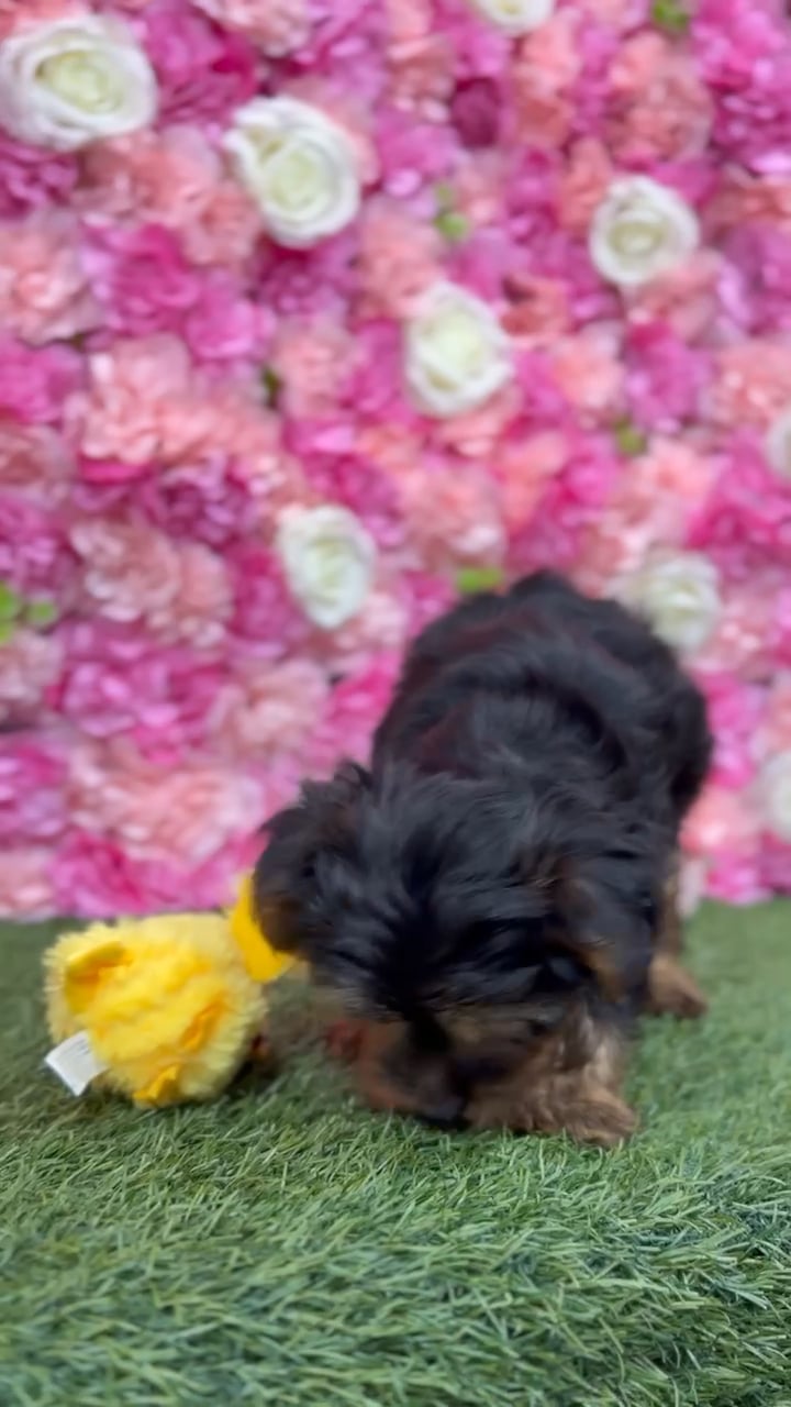 Male Yorkshire Terrier puppy named Juju for sale at Pet Express Braintree. video thumbnail