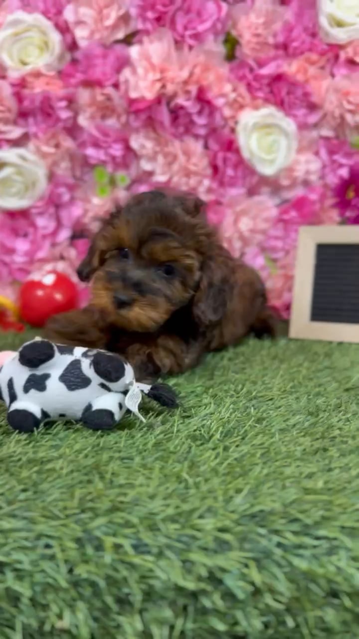 Male Yorkie-Poo puppy named Chase for sale at Pet Express Braintree. video thumbnail