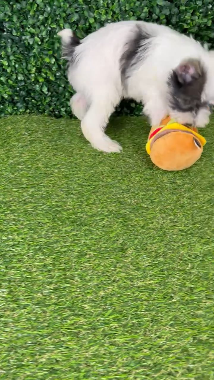 Female Mini Schnauzer puppy named Bloom for sale at Puppy Dreams - Missouri City. video thumbnail