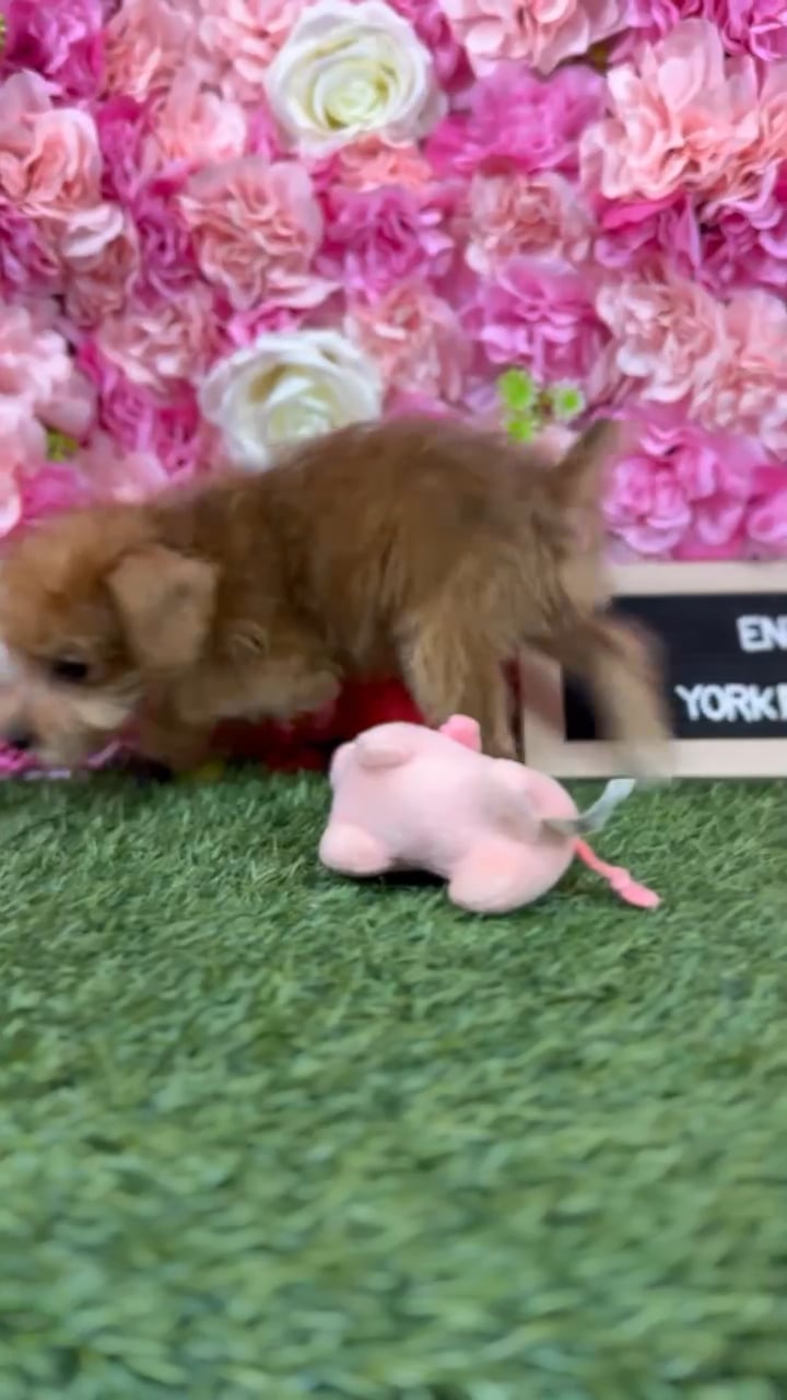 Male Yorkie-Poo 2Nd Gen puppy named Enzo for sale at Pet Express Braintree. video thumbnail