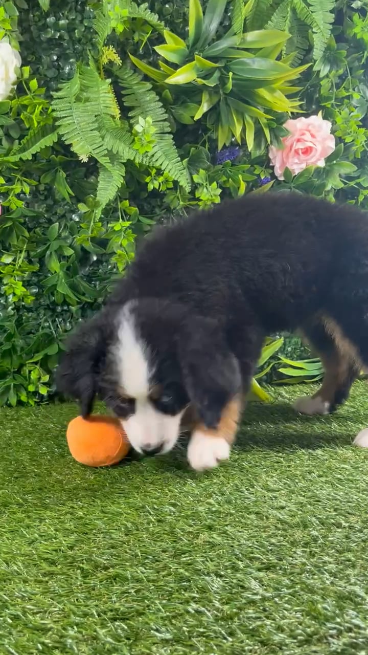 Female Bernese Mountain Dog puppy named Cleo for sale at Puppy Dreams - Katy. video thumbnail