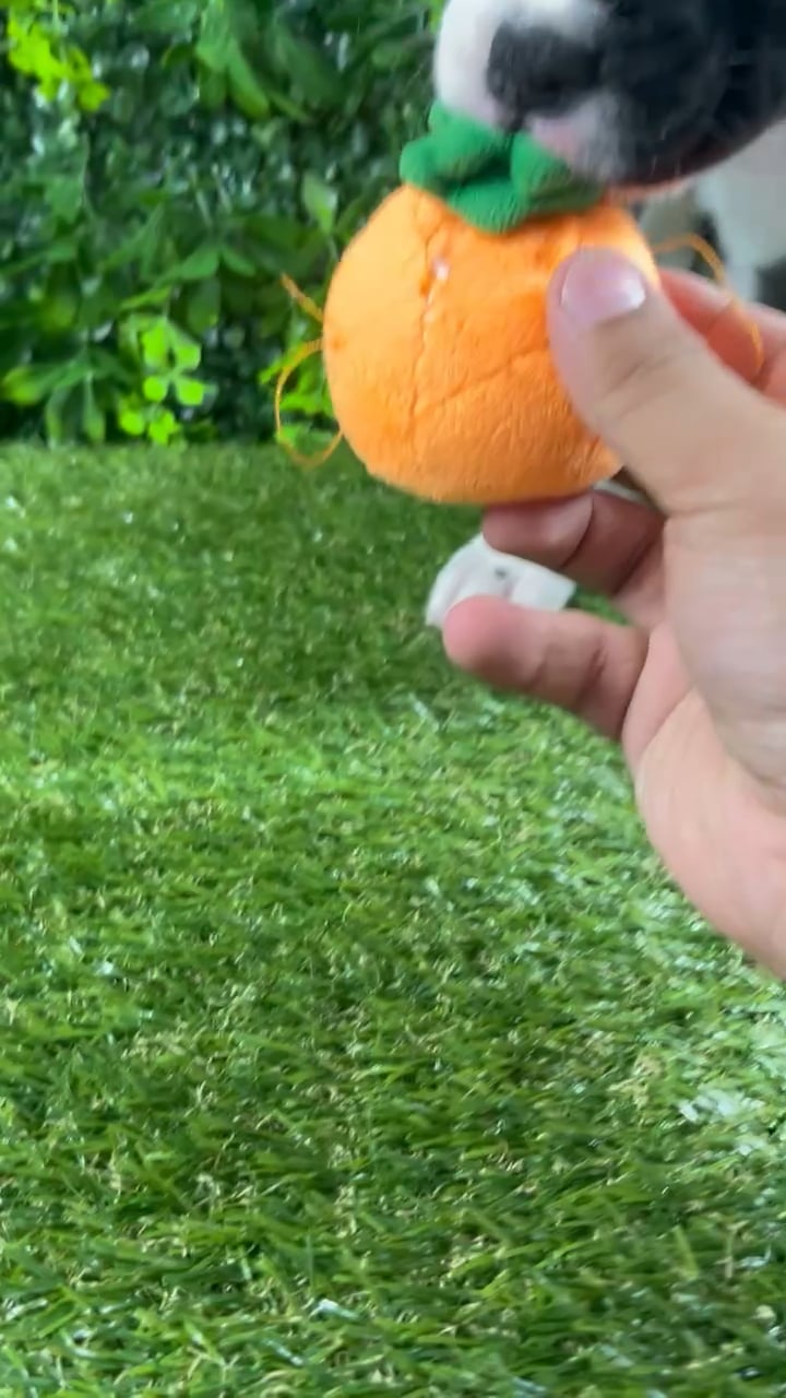 Female Boxer puppy named Poppy for sale at Puppy Dreams - Katy. video thumbnail