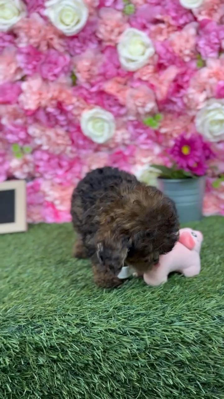 Male Yorkie-Poo 2Nd Gen puppy named Charlie for sale at Pet Express Braintree. video thumbnail