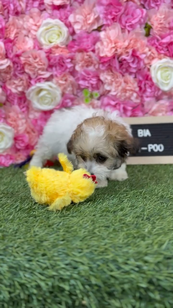 Female Malti-Poo 2Nd Gen puppy named Bia for sale at Pet Express Braintree. video thumbnail