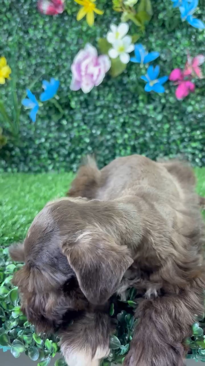 Female Mini Schnauzer puppy named Dumpling for sale at Puppy Dreams - Wichita West. video thumbnail