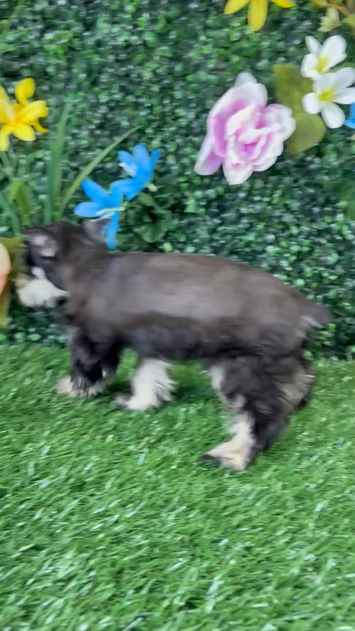 Female Mini Schnauzer puppy named Egg Roll for sale at Puppy Dreams - Wichita West. video thumbnail