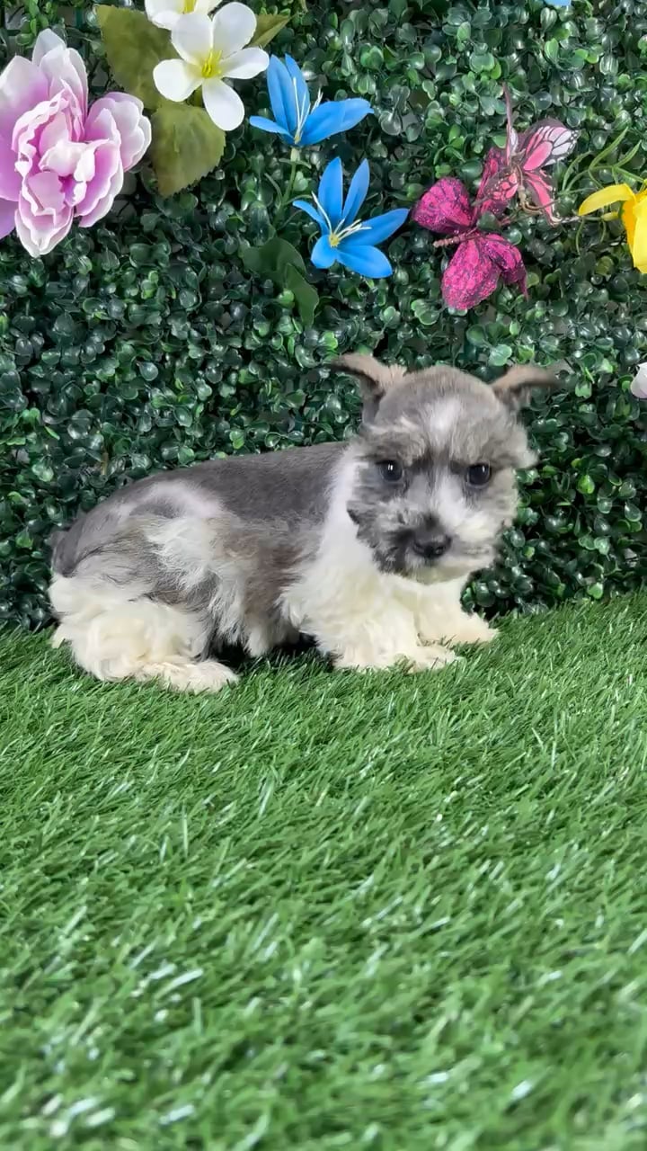 Female Mini Schnauzer puppy named Frittata for sale at Puppy Dreams - Wichita West. video thumbnail