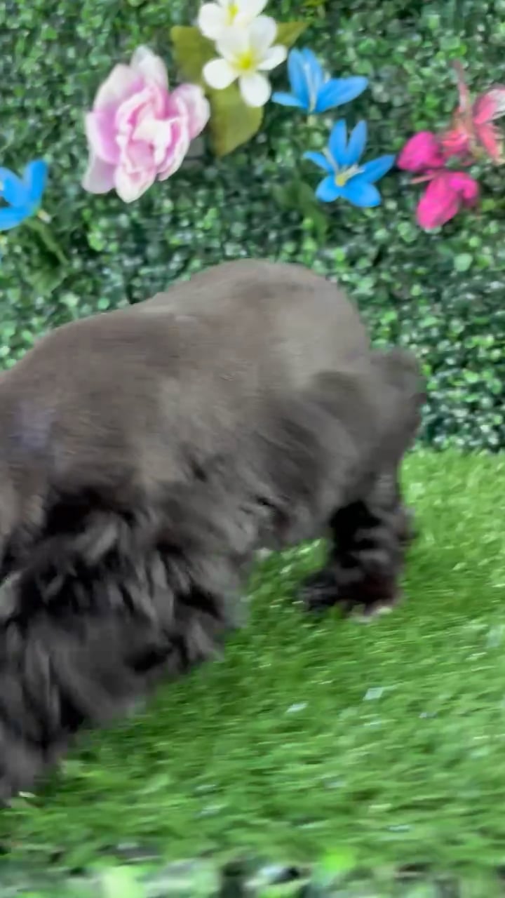 Female Mini Schnauzer puppy named Casserole for sale at Puppy Dreams - Wichita West. video thumbnail