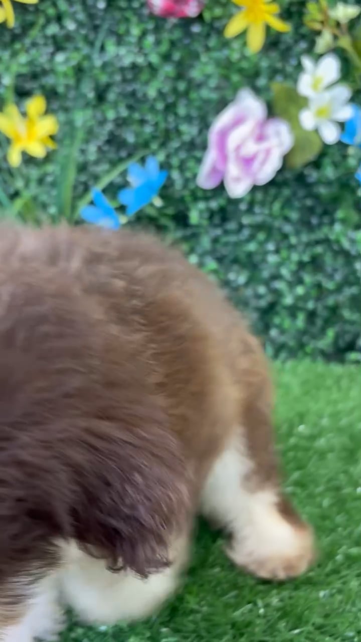 Female Pom-A-Poo puppy named Almond for sale at Puppy Dreams - Wichita West. video thumbnail