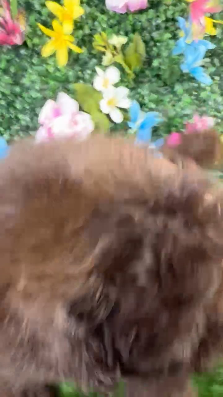 Male Pom-A-Poo puppy named Raisin for sale at Puppy Dreams - Wichita West. video thumbnail
