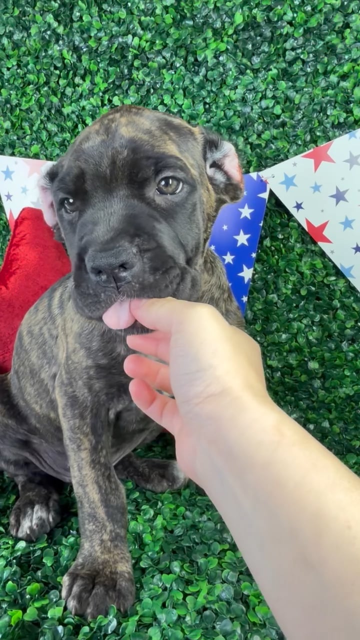 Female Cane Corso puppy named Zara for sale at Puppy Dreams - North Richland Hills. video thumbnail