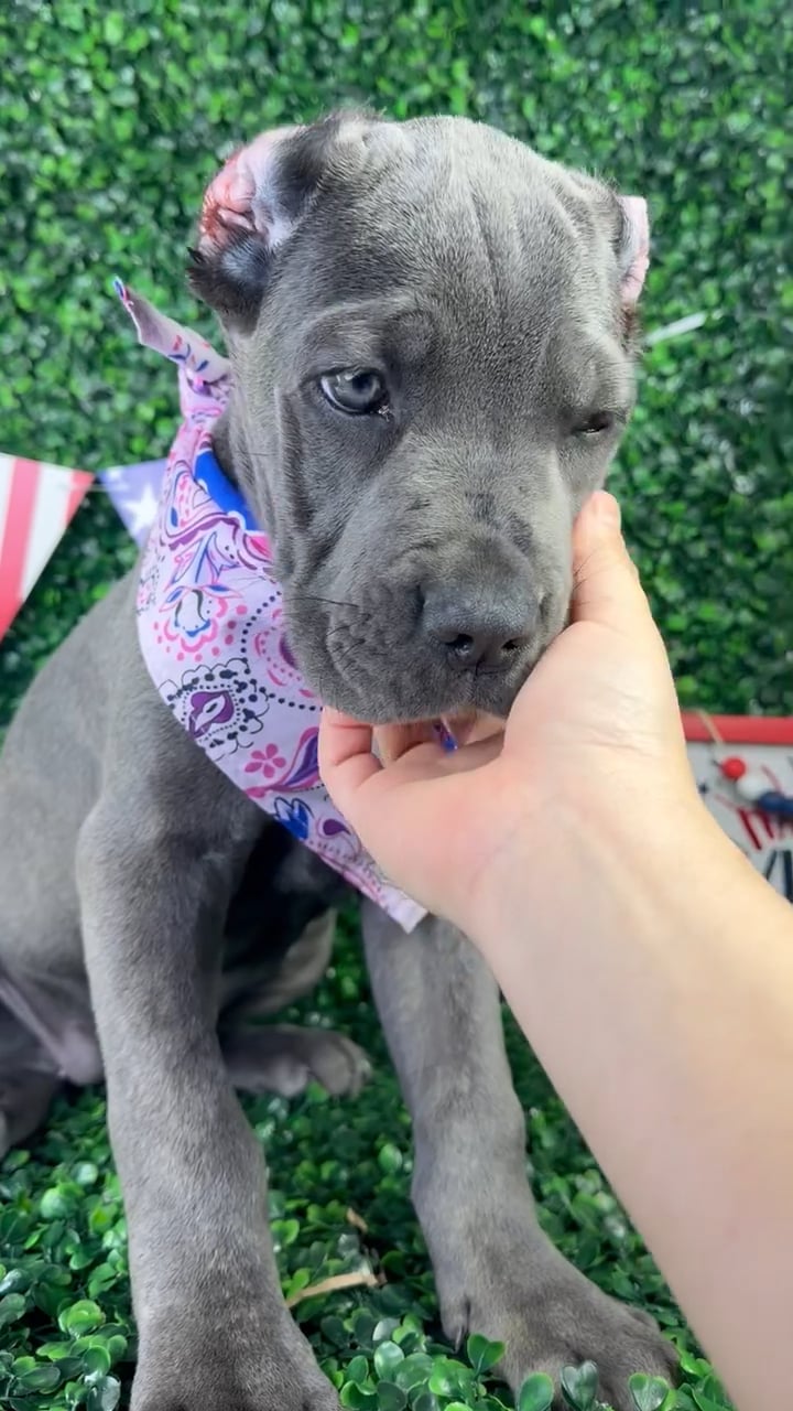Female Cane Corso puppy named Zena for sale at Puppy Dreams - North Richland Hills. video thumbnail