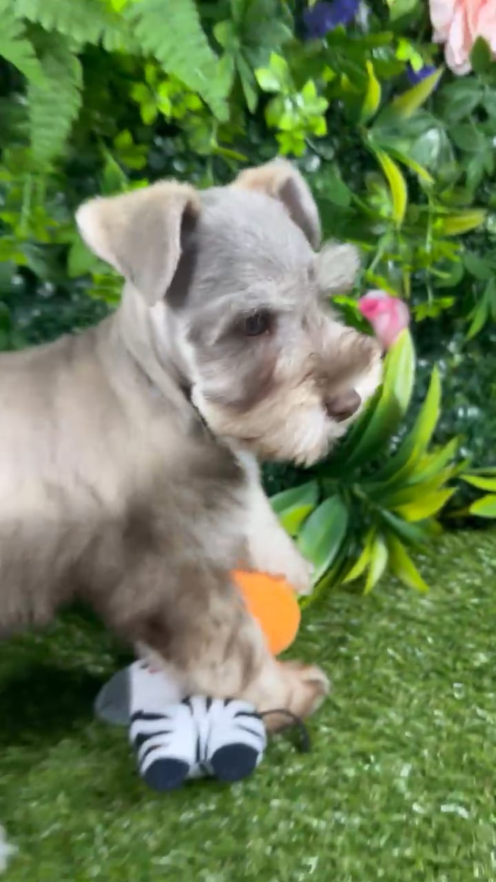 Male Mini Schnauzer puppy named Stetson for sale at Puppy Dreams - Katy. video thumbnail