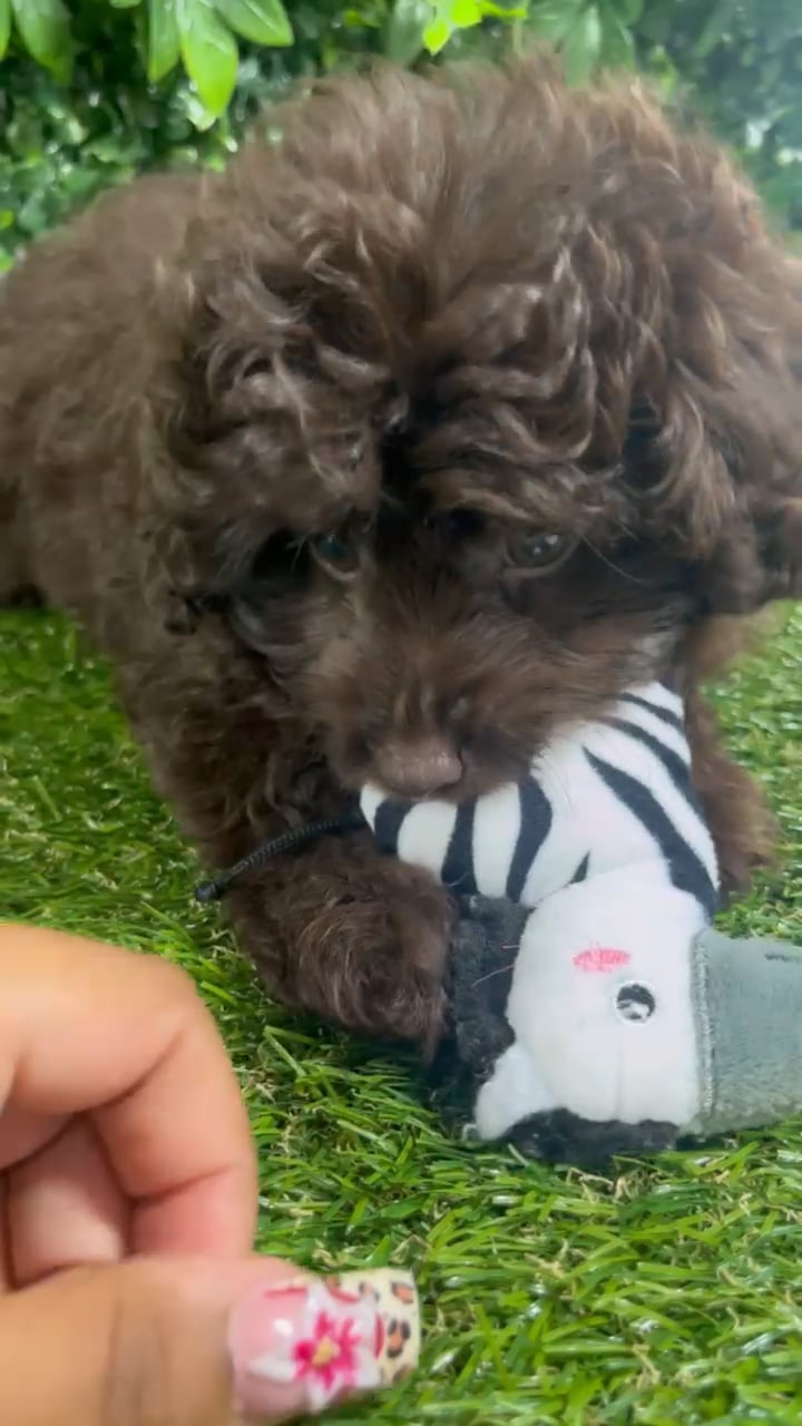 Female Pom-A-Poo puppy named Sunday for sale at Puppy Dreams - Katy. video thumbnail