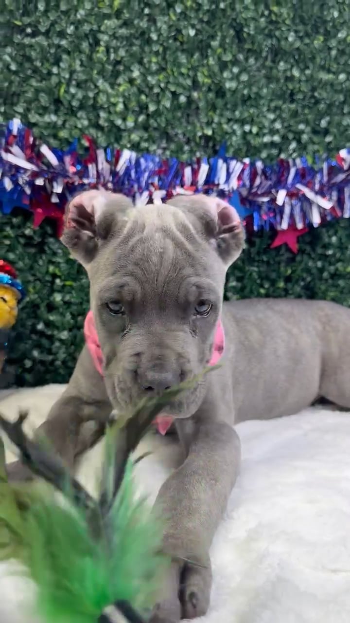 Female Cane Corso puppy named Queen for sale at Puppy Dreams - Garland. video thumbnail