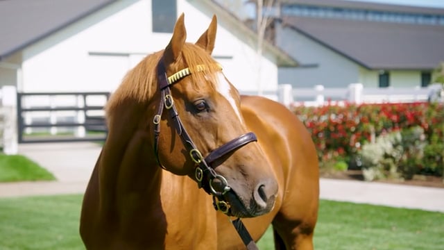 2026 First Season Sire - Chaldean