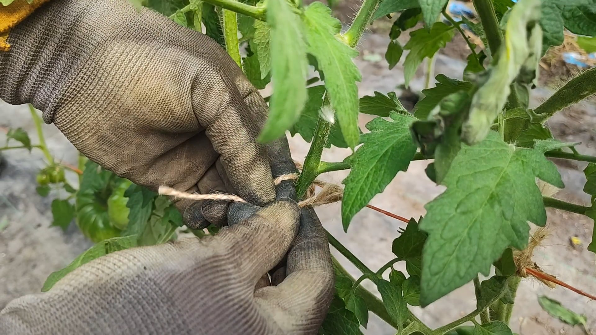 https://i.vimeocdn.com/video/2165041583-d69a5998d8ffe012cad902d654c2af95b8d68f01d43b3136899e7398272fd967-d