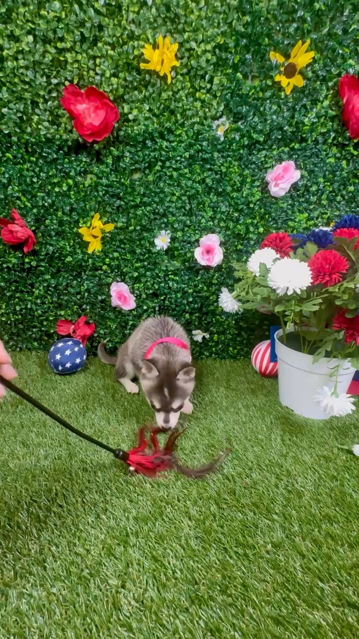 Female Alaskan Klee Kai puppy named Bhavika for sale at Puppy Dreams - Round Rock. video thumbnail
