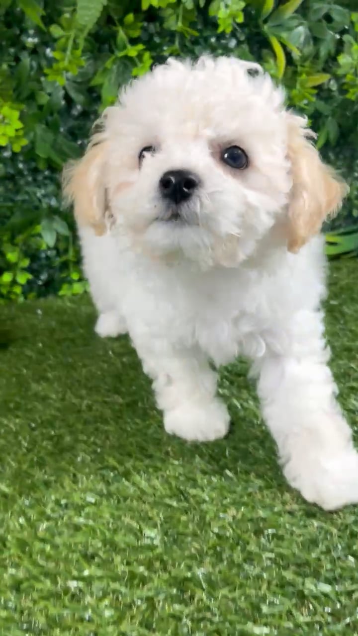 Female Bichon-Poodle puppy named Vega for sale at Puppy Dreams - Katy. video thumbnail