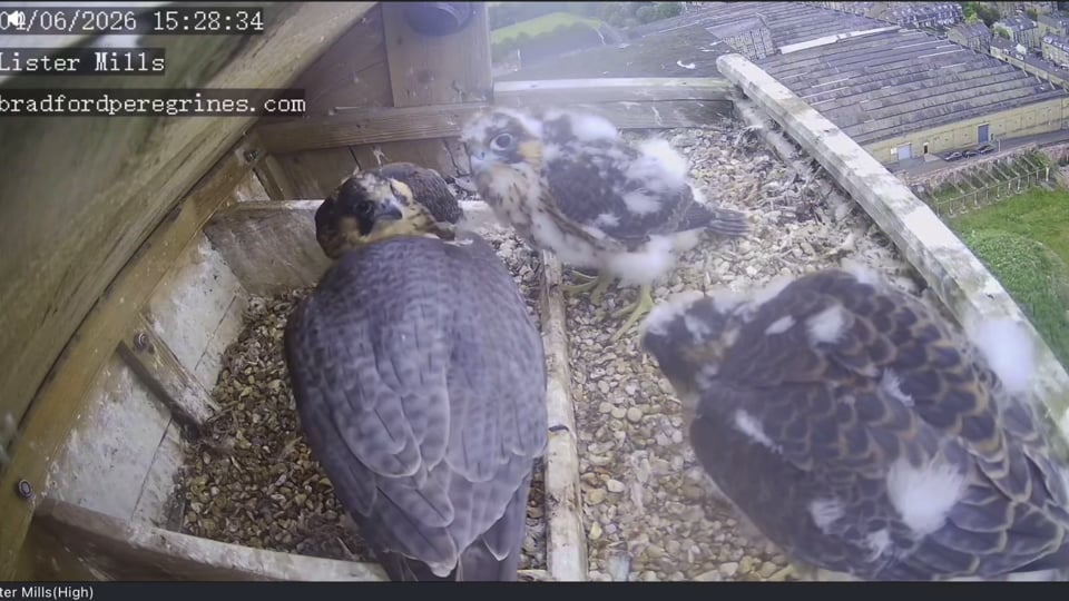 Fledging time approaches...