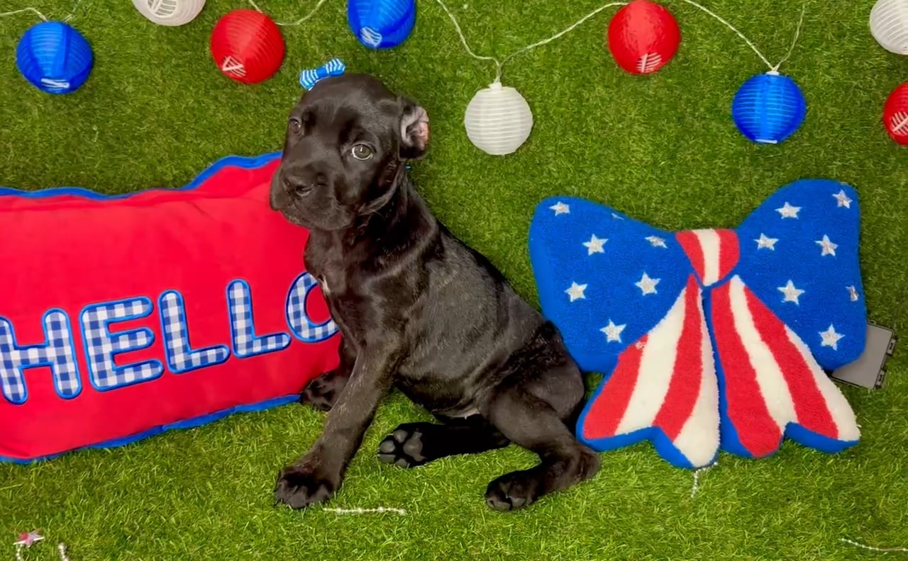 Female Cane Corso puppy named Penny for sale at Puppy Dreams - Arlington. video thumbnail