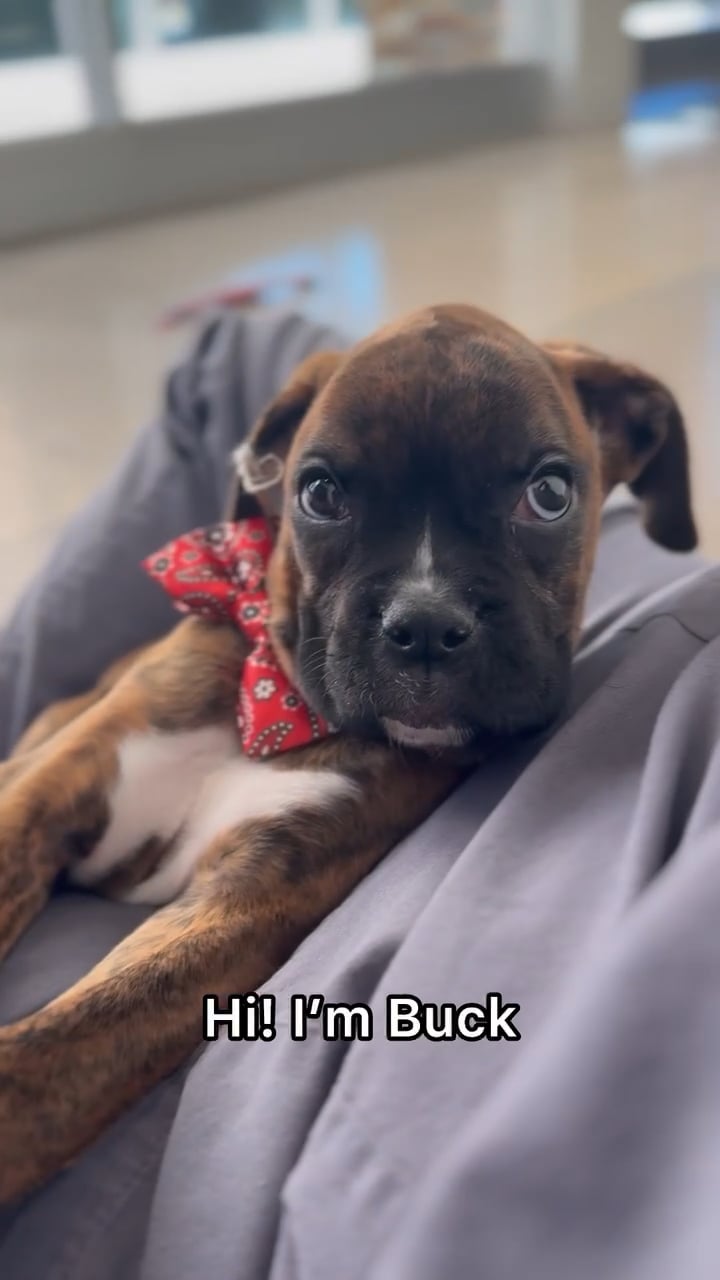 Male Boxer puppy named Buck for sale at The Puppy Palace CT. video thumbnail