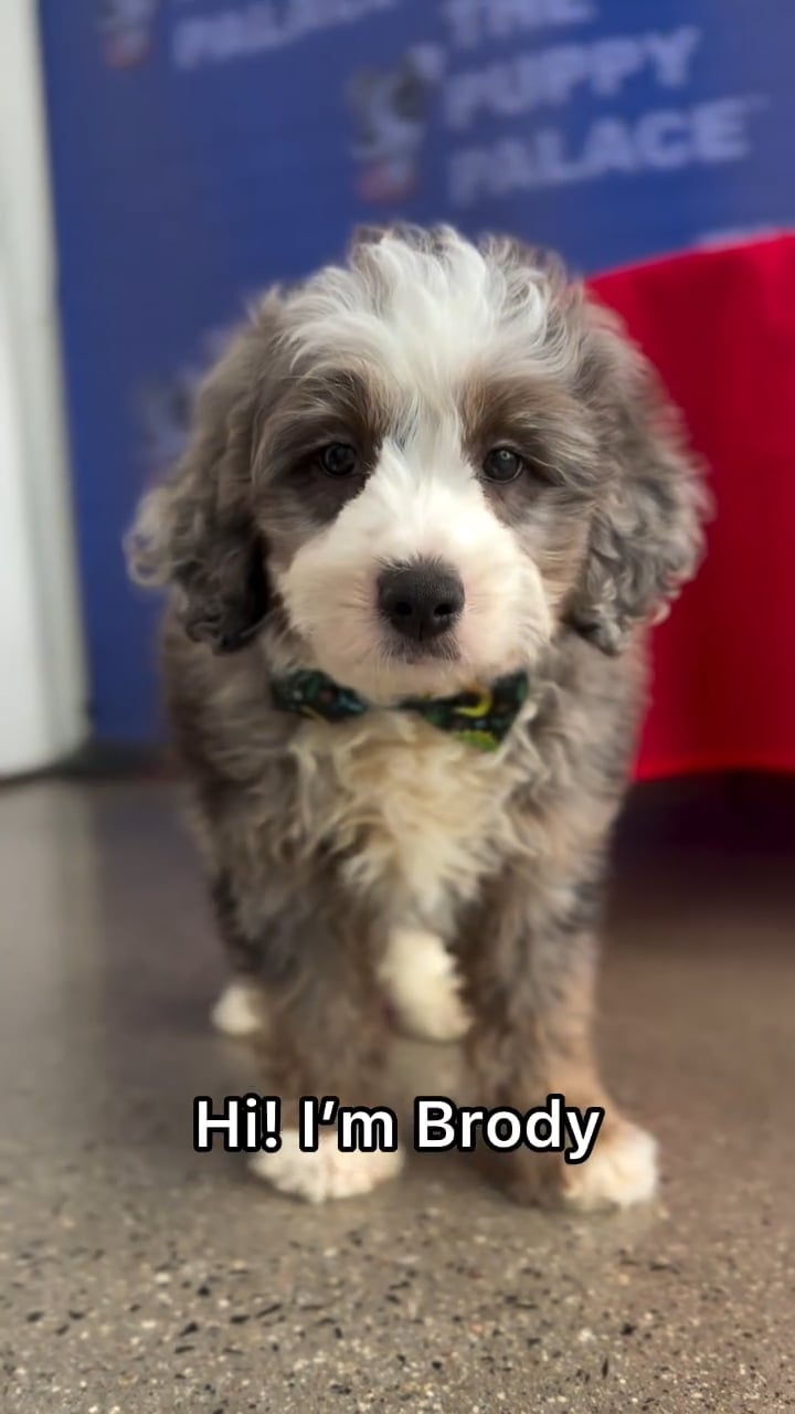 Male Mini Aussie Poo puppy named Brody for sale at The Puppy Palace CT. video thumbnail