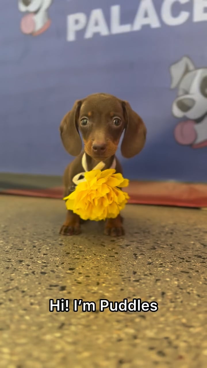 Female Dachshund puppy named Puddles for sale at The Puppy Palace CT. video thumbnail