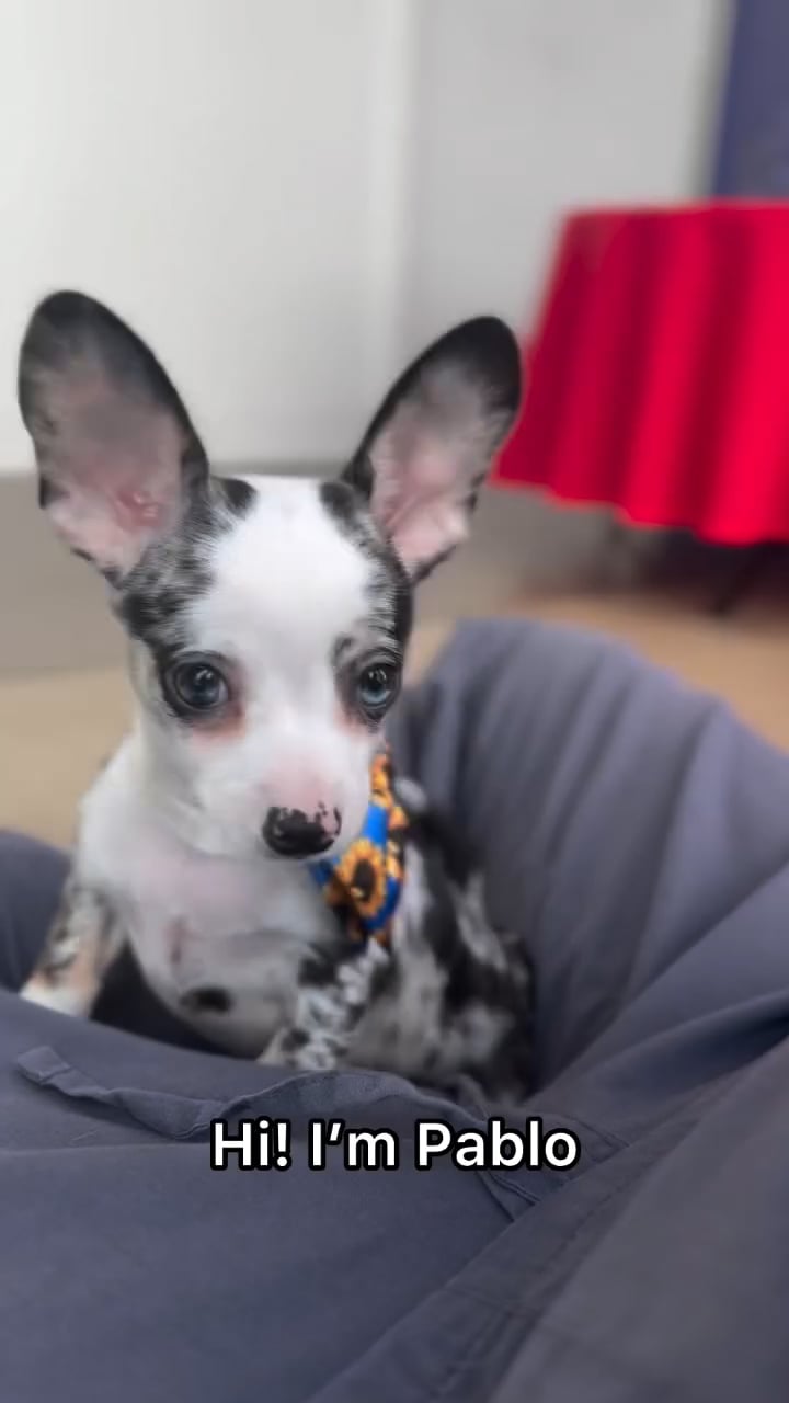 Male Chihuahua puppy named Pablo for sale at The Puppy Palace CT. video thumbnail