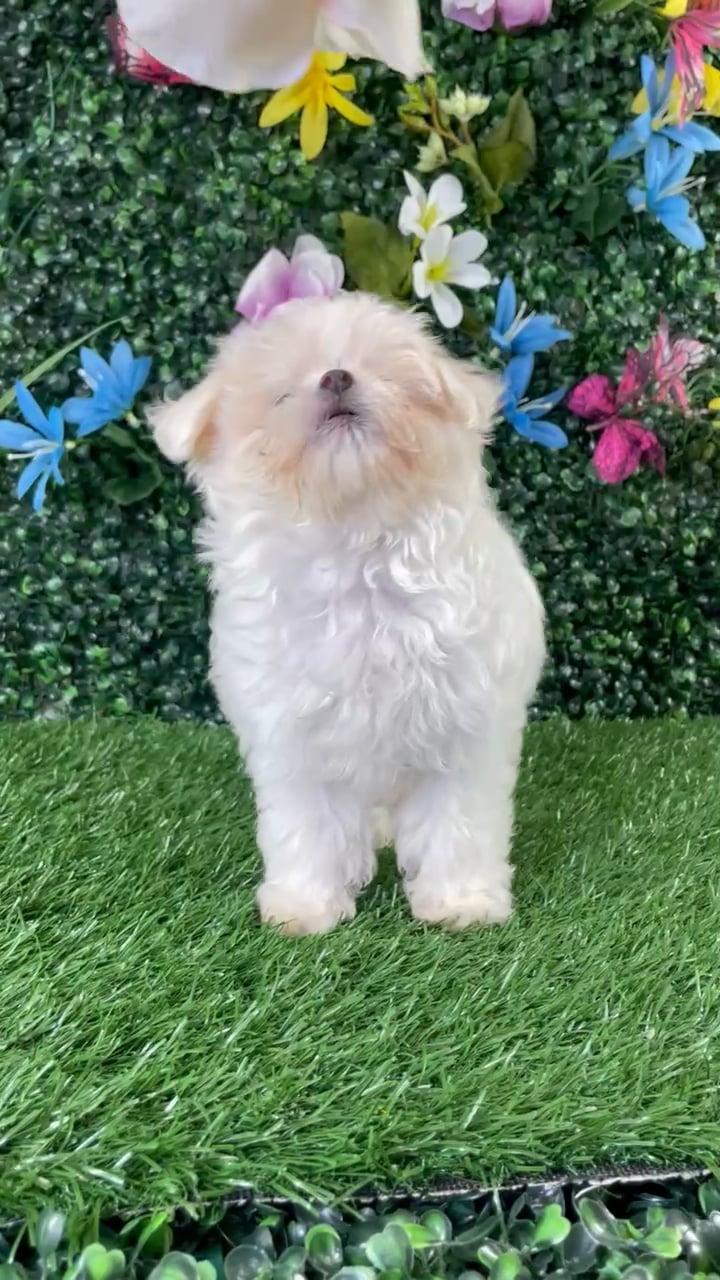 Female Maltipoo puppy named Cotton for sale at Puppy Dreams - Wichita West. video thumbnail