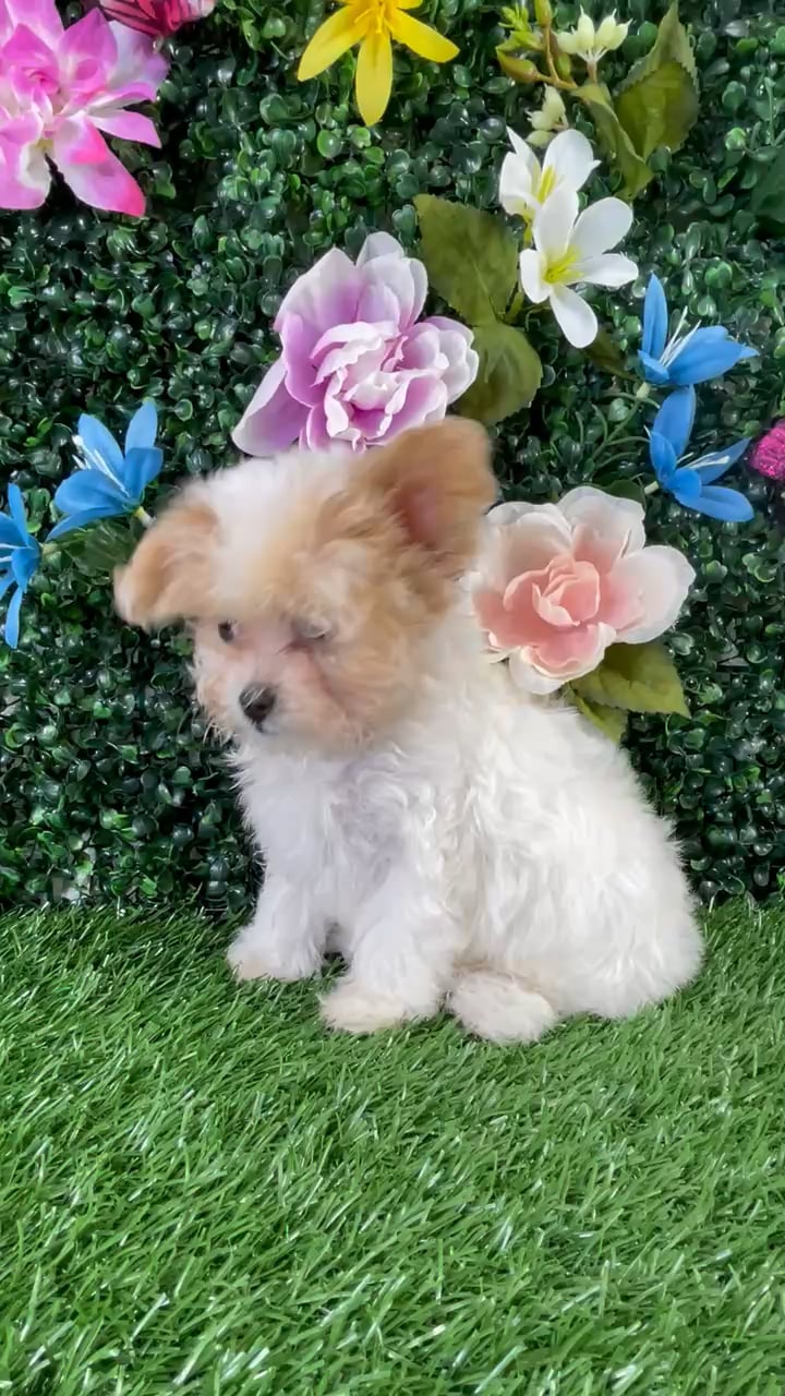 Female Maltipoo puppy named Q-Tip for sale at Puppy Dreams - Wichita West. video thumbnail