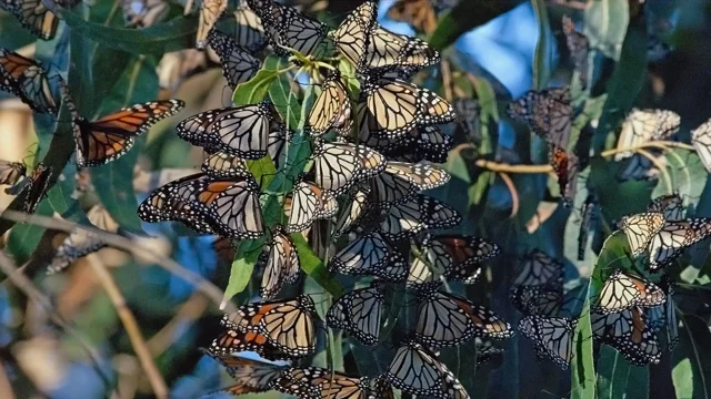 How to See The Monarch Butterfly Migration in Mexico - Jess Wandering