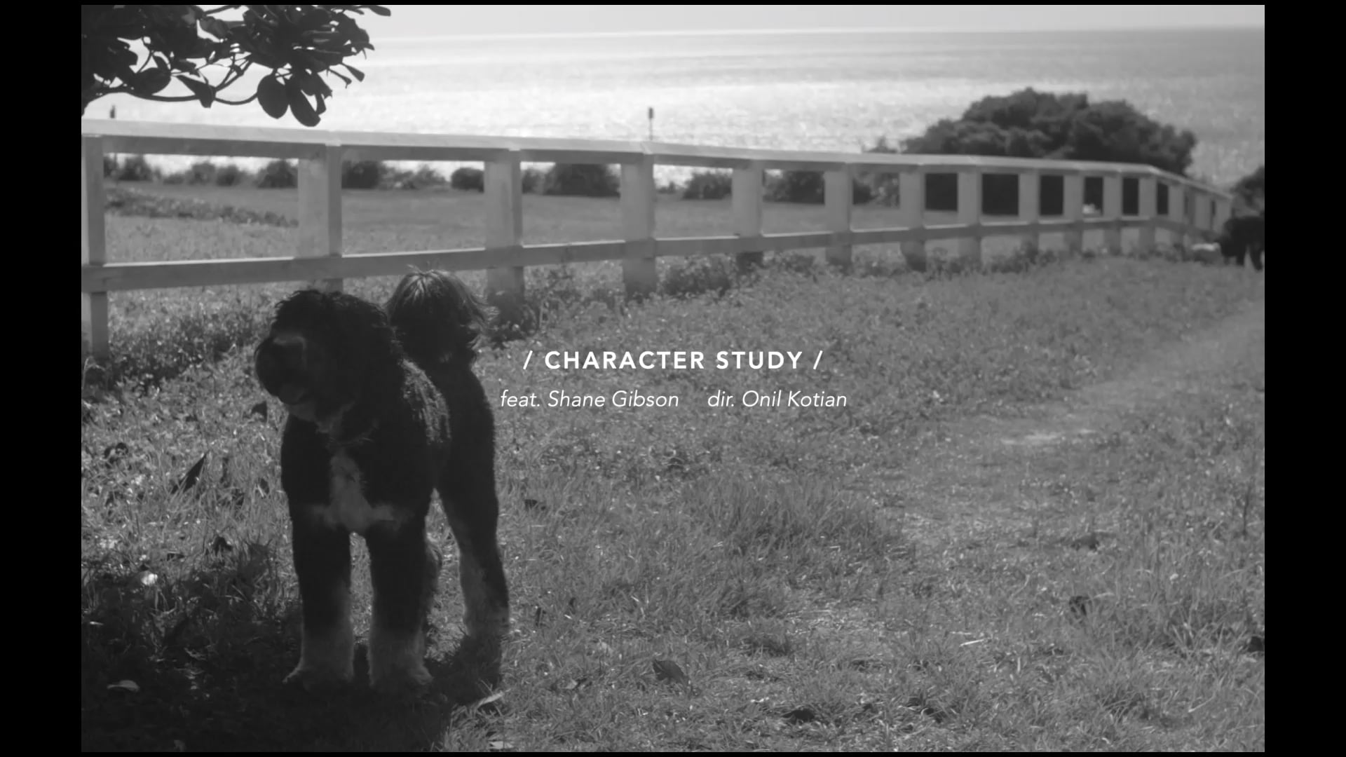 Character Study | Shane Gibson