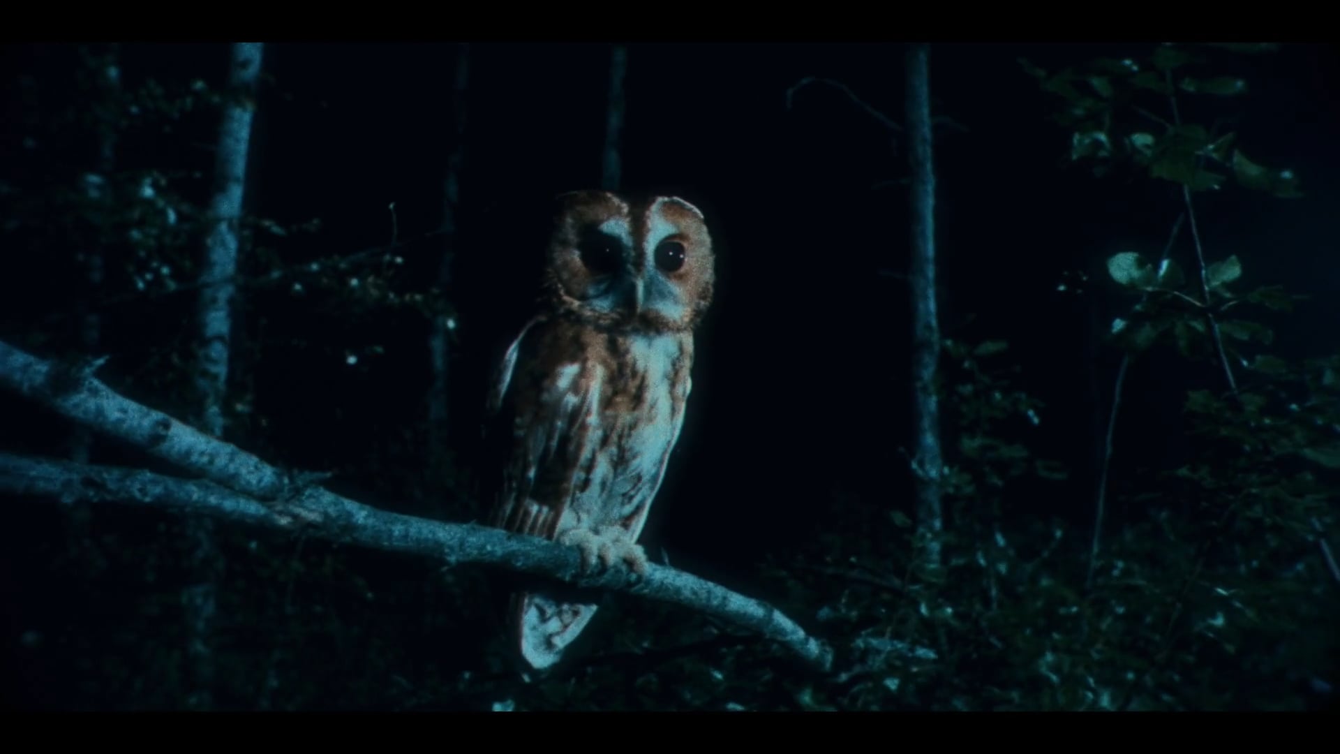 Nordskugg Filmfestival - Nightgrowth