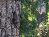 Instal·lació de caixes refugi de ratpenats per al control biològic dels mosquits