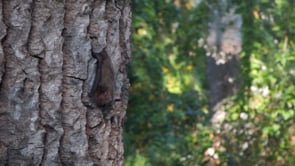 Instal·lació de caixes refugi de ratpenats per al control biològic dels mosquits