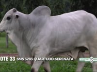 Lote 33