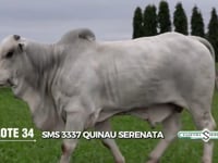 Lote 34