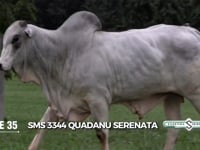 Lote 35